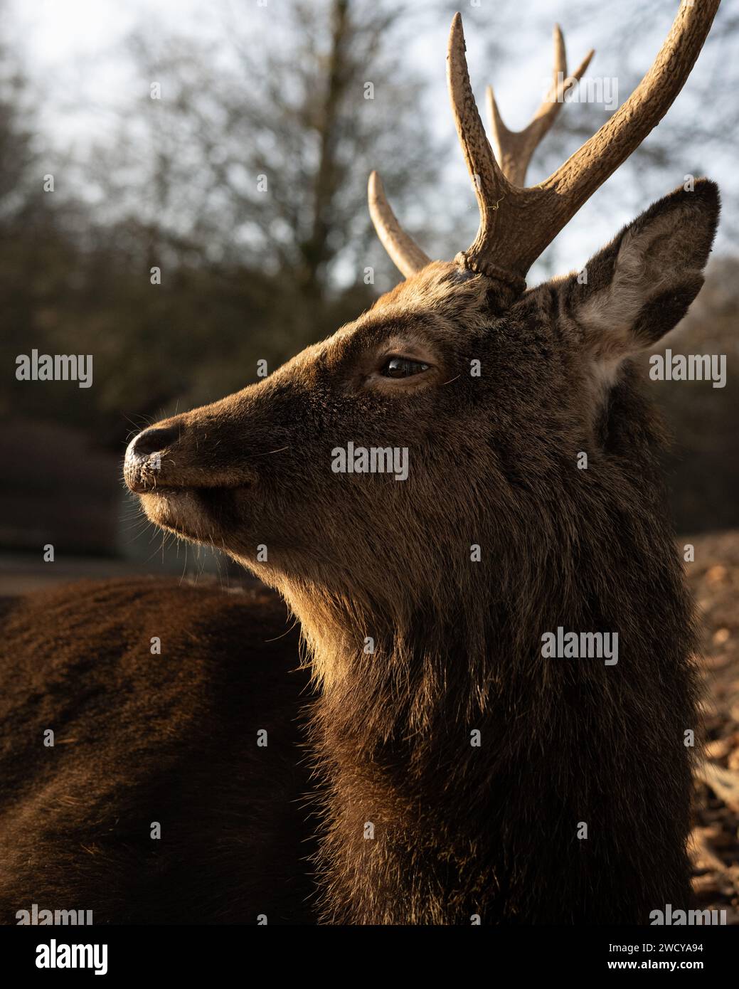 Sika Deer, cervo nippon Foto Stock