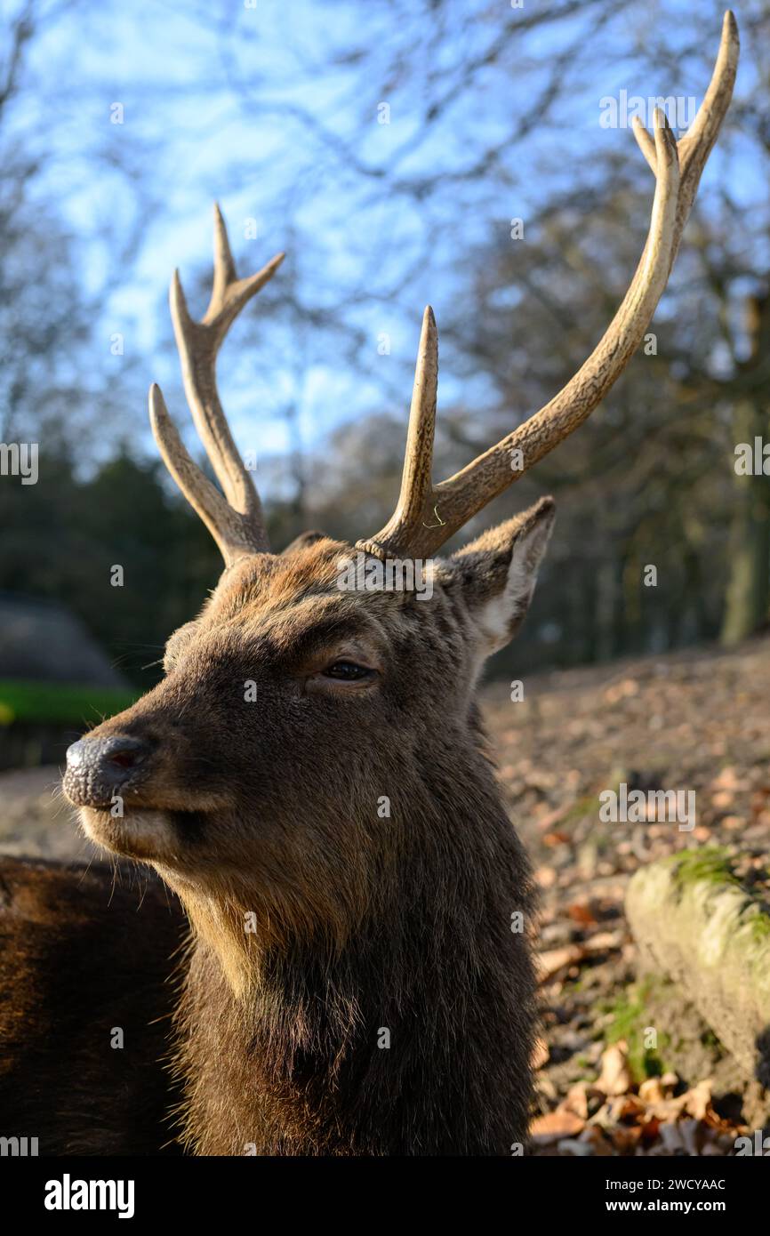 Sika Deer, cervo nippon Foto Stock