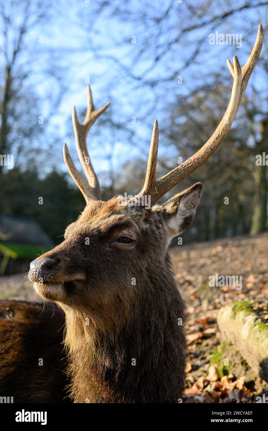 Sika Deer, cervo nippon Foto Stock