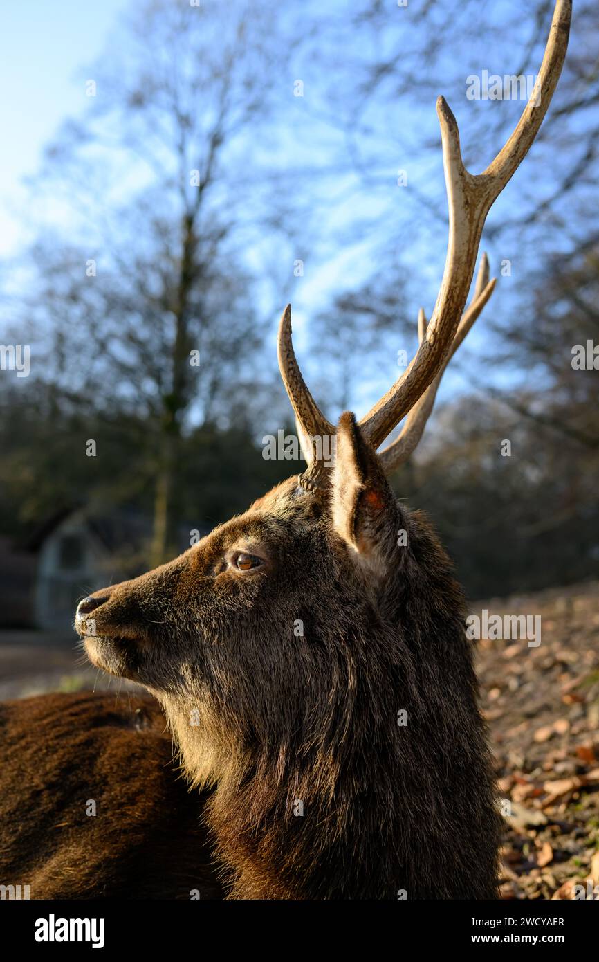 Sika Deer, cervo nippon Foto Stock