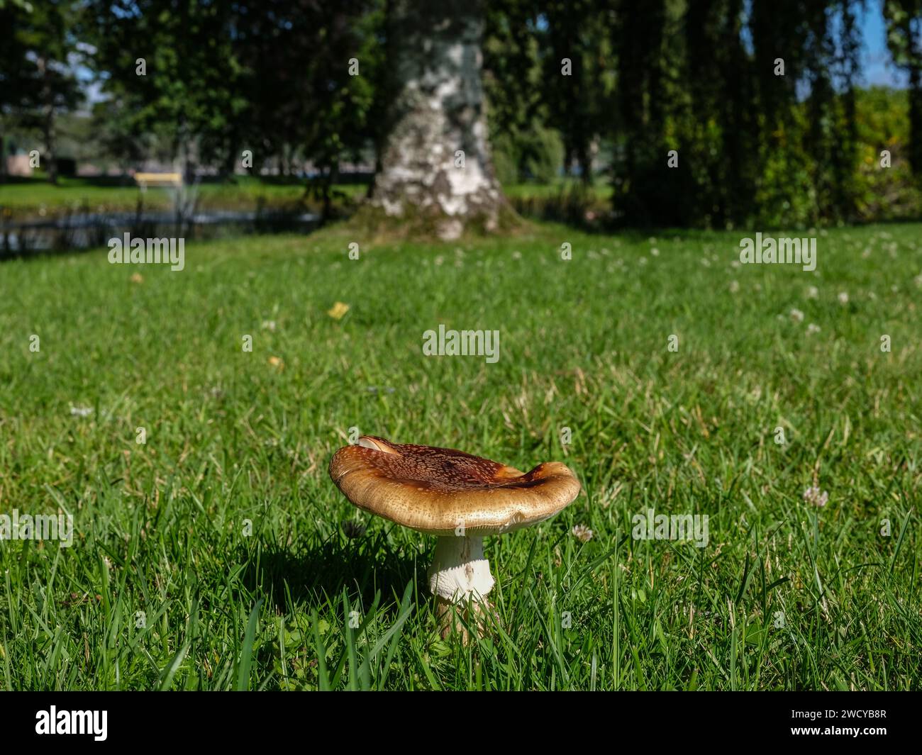 Fungo marrone su prato verde Foto Stock
