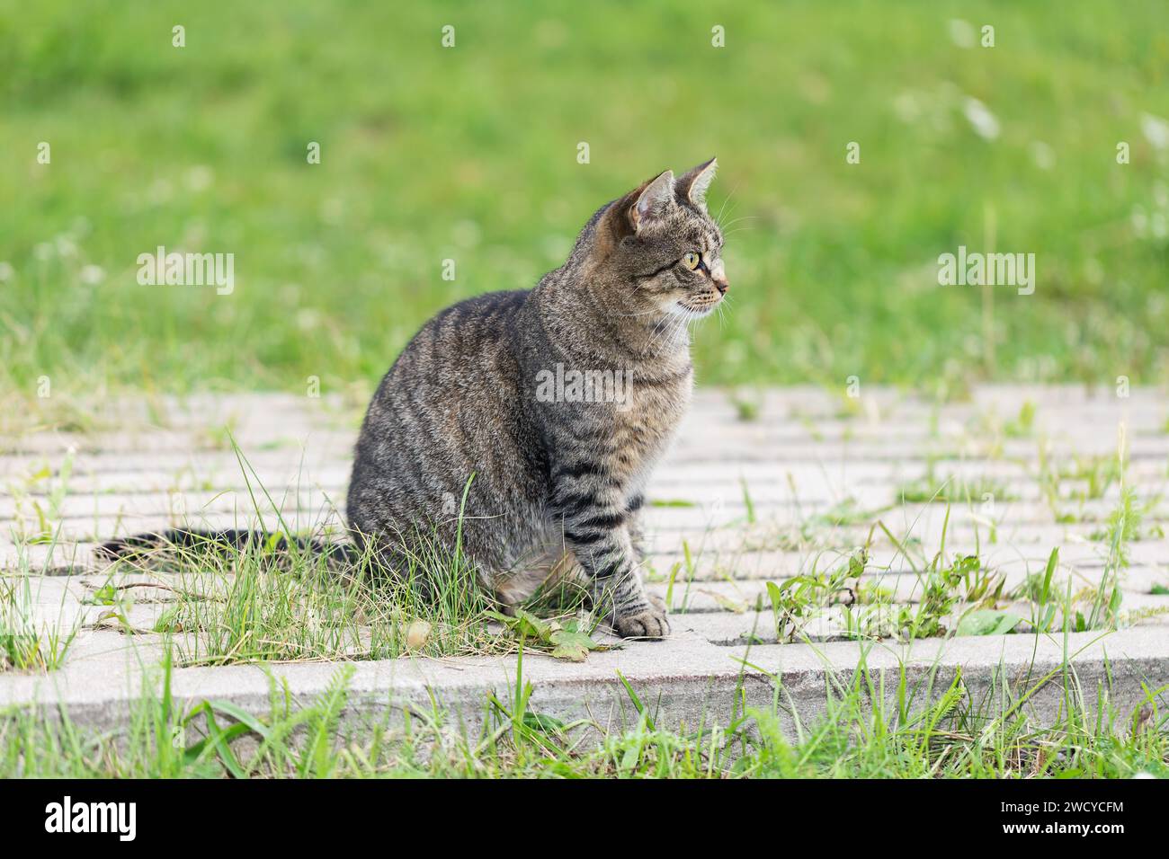 Il gatto grigio siede su un sentiero pedonale nel parco e guarda lontano Foto Stock
