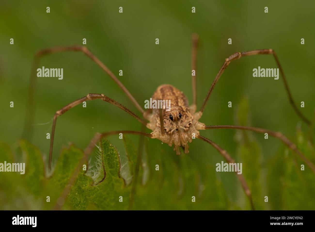 primo piano di un ragno uomo del raccolto Foto Stock