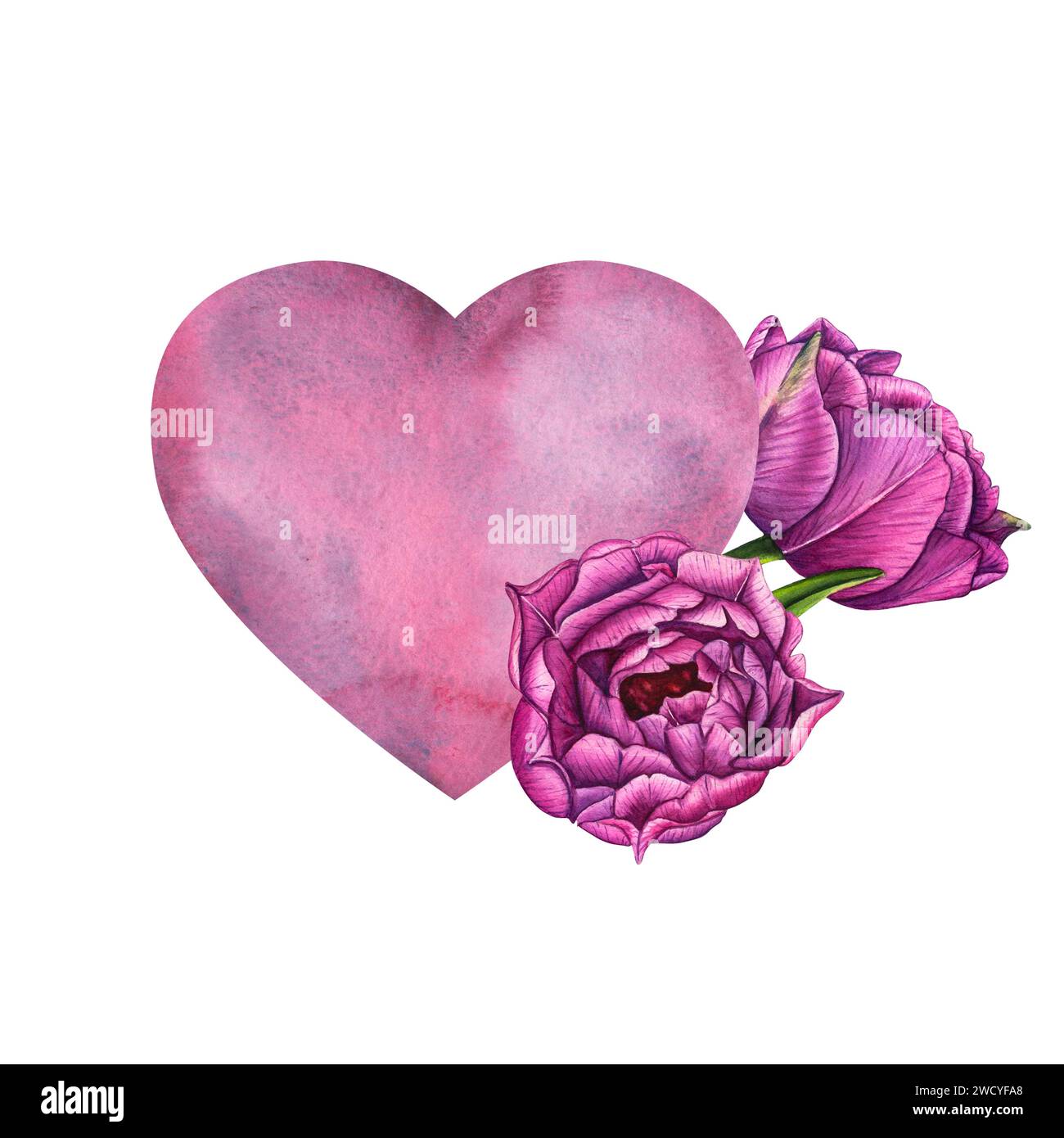 Semplice acquerello rosa-blu lilla ascolta i tulipani viola per un biglietto da visita o una t-shirt di San Valentino. Romanticismo, relazione e amore. Illus cardiaco Foto Stock