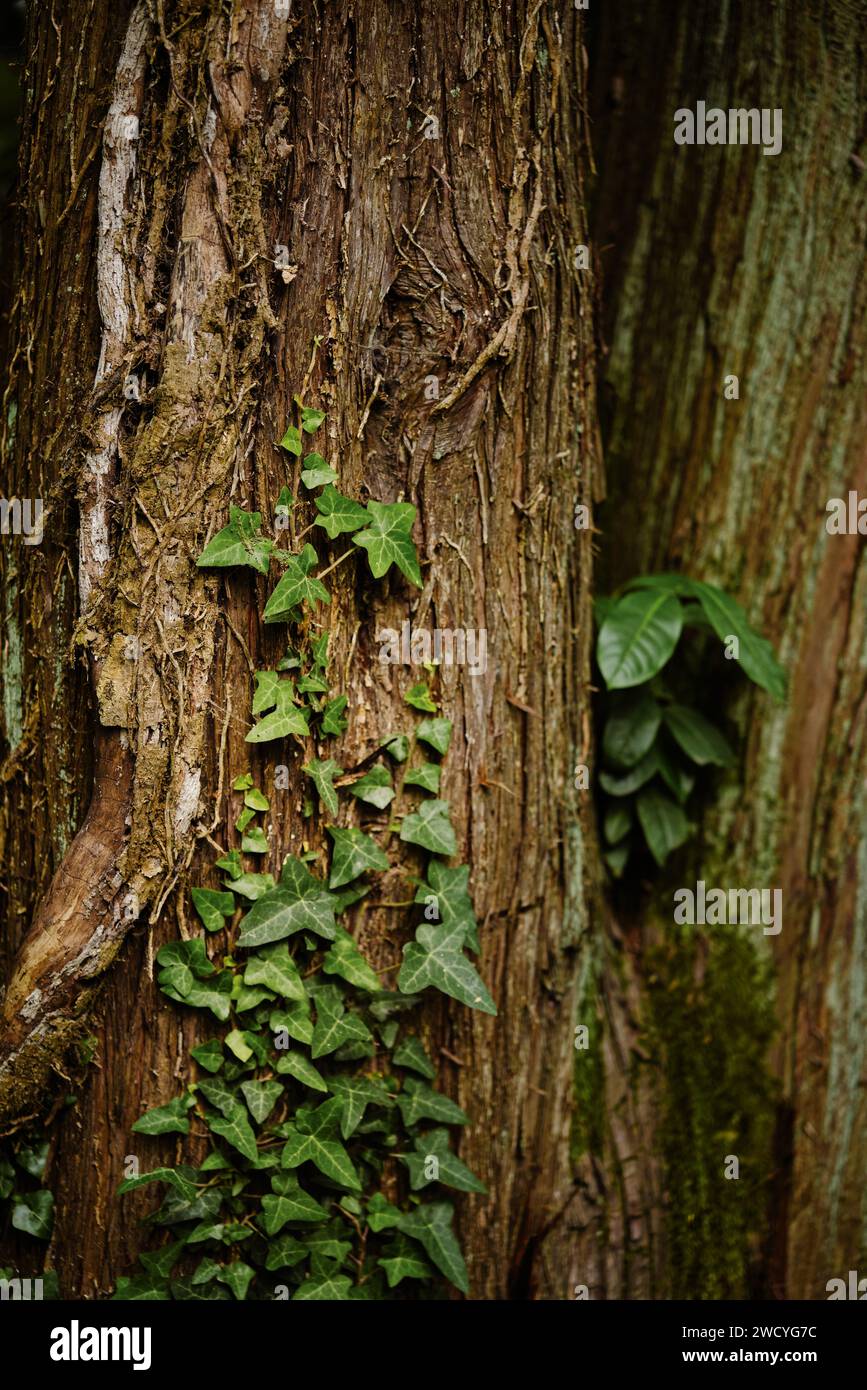 Pianta di arrampicata edera con foglie verdi su un tronco d'albero. Messa a fuoco selettiva. Foto Stock