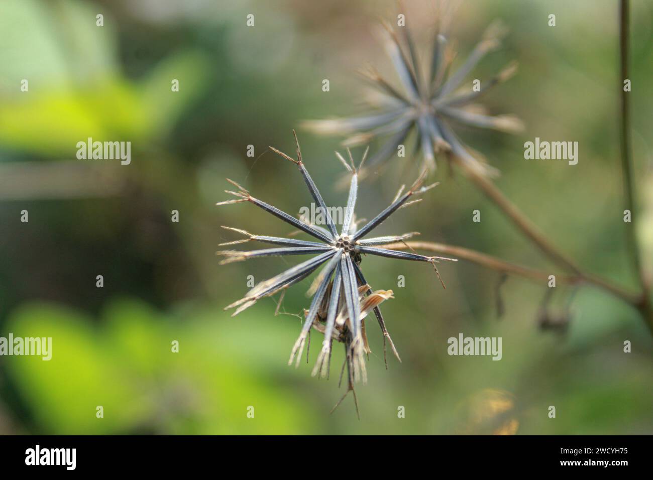Foto di fiori secchi e selvaggi. Foto Stock