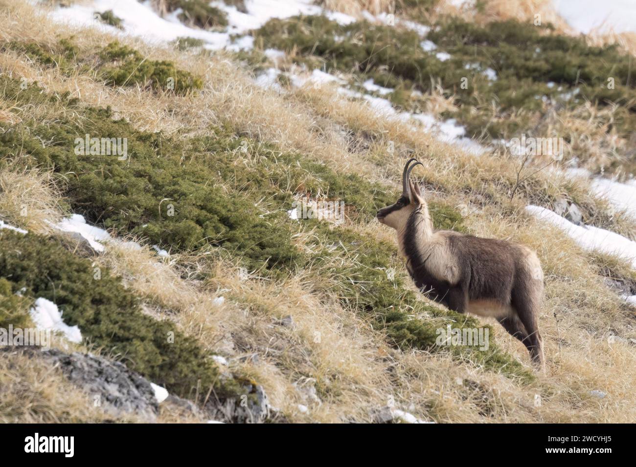 Camoscio appenninico (Rupicapra pyrenaica ornata) nei monti Sibillini in Italia. Foto Stock