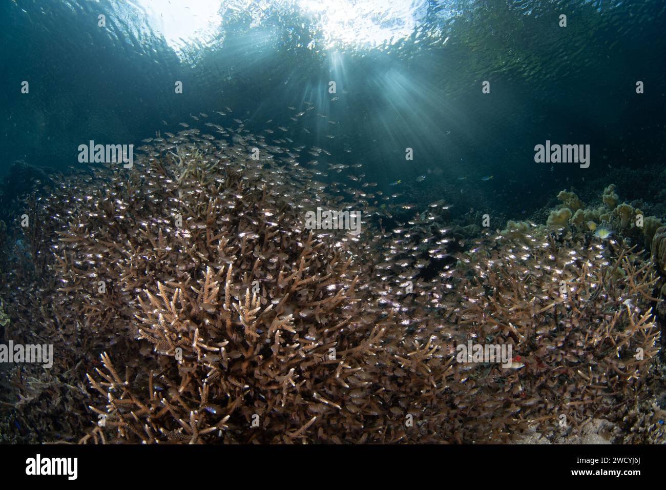 Una scuola di pesci cardinali traslucidi si libra tra coralli di stagno su una barriera corallina a Raja Ampat, Indonesia. Quest'area ospita un'elevata biodiversità marina. Foto Stock