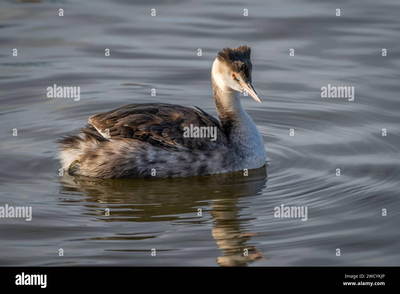 Grebe (Podiceps cristatus) con cresta grande non riproduttiva Foto Stock