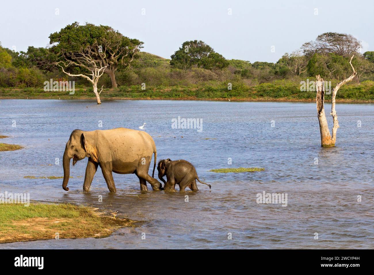 Elefante madre e bambino che camminano insieme in acqua nella campagna dello Sri Lanka Foto Stock