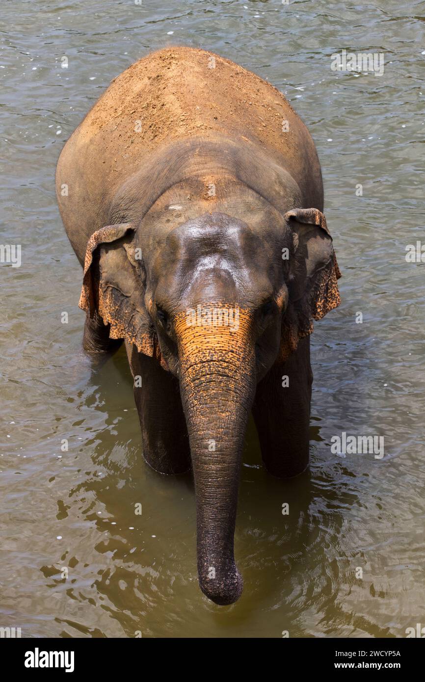 Elefante in piedi sulle acque del lago Sri Lanka. Primo piano della vista frontale Foto Stock