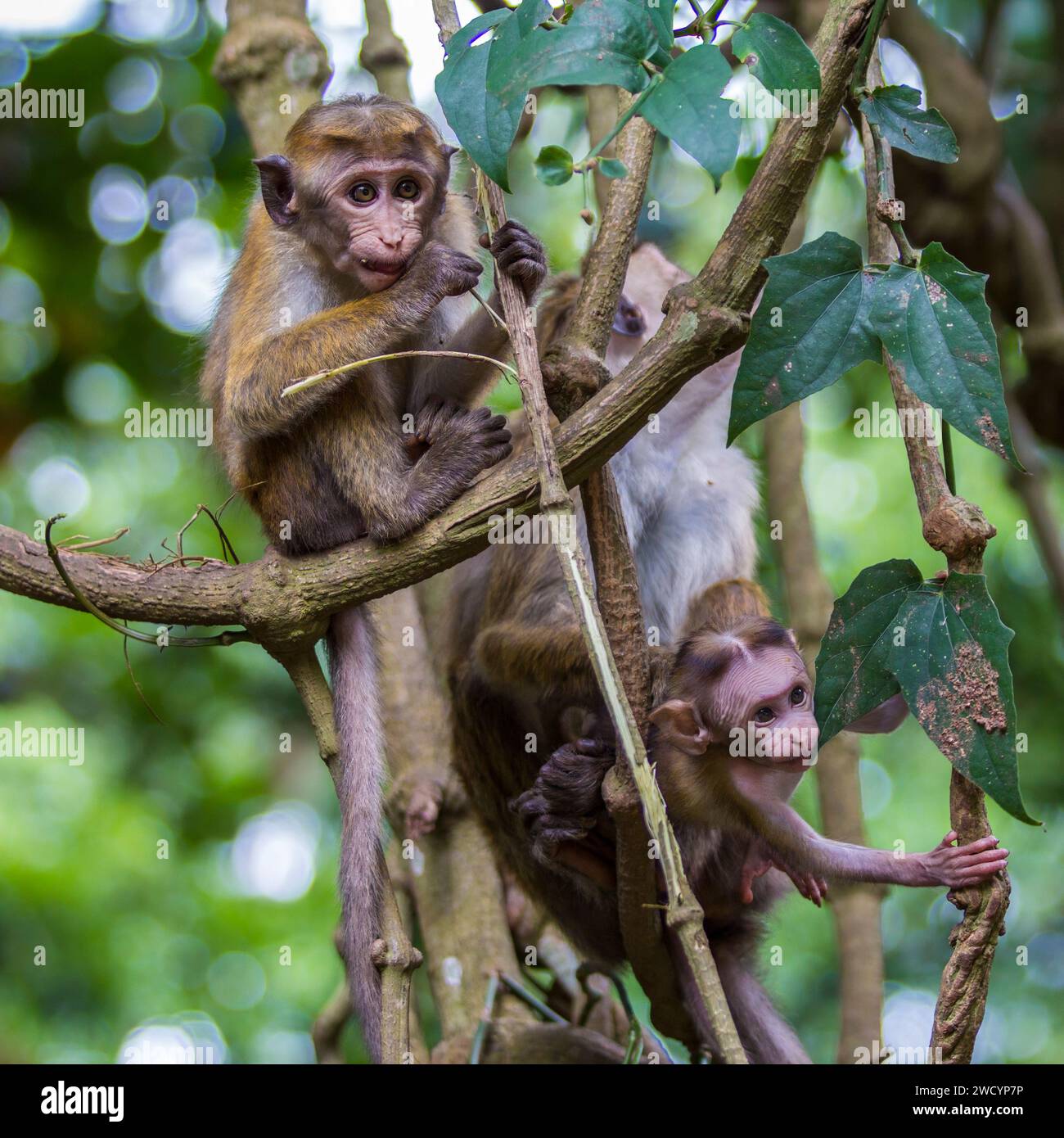 Giovani bambini scimmie seduti su un albero. Conosciuta anche come coda lunga balinese Foto Stock