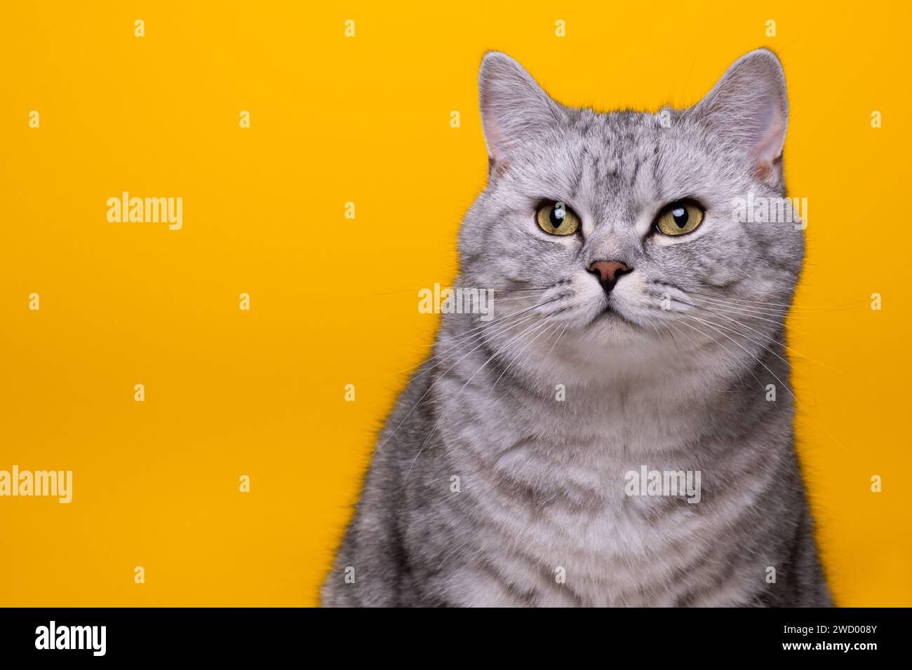 Tabby British Shorthair Cat Foto Stock
