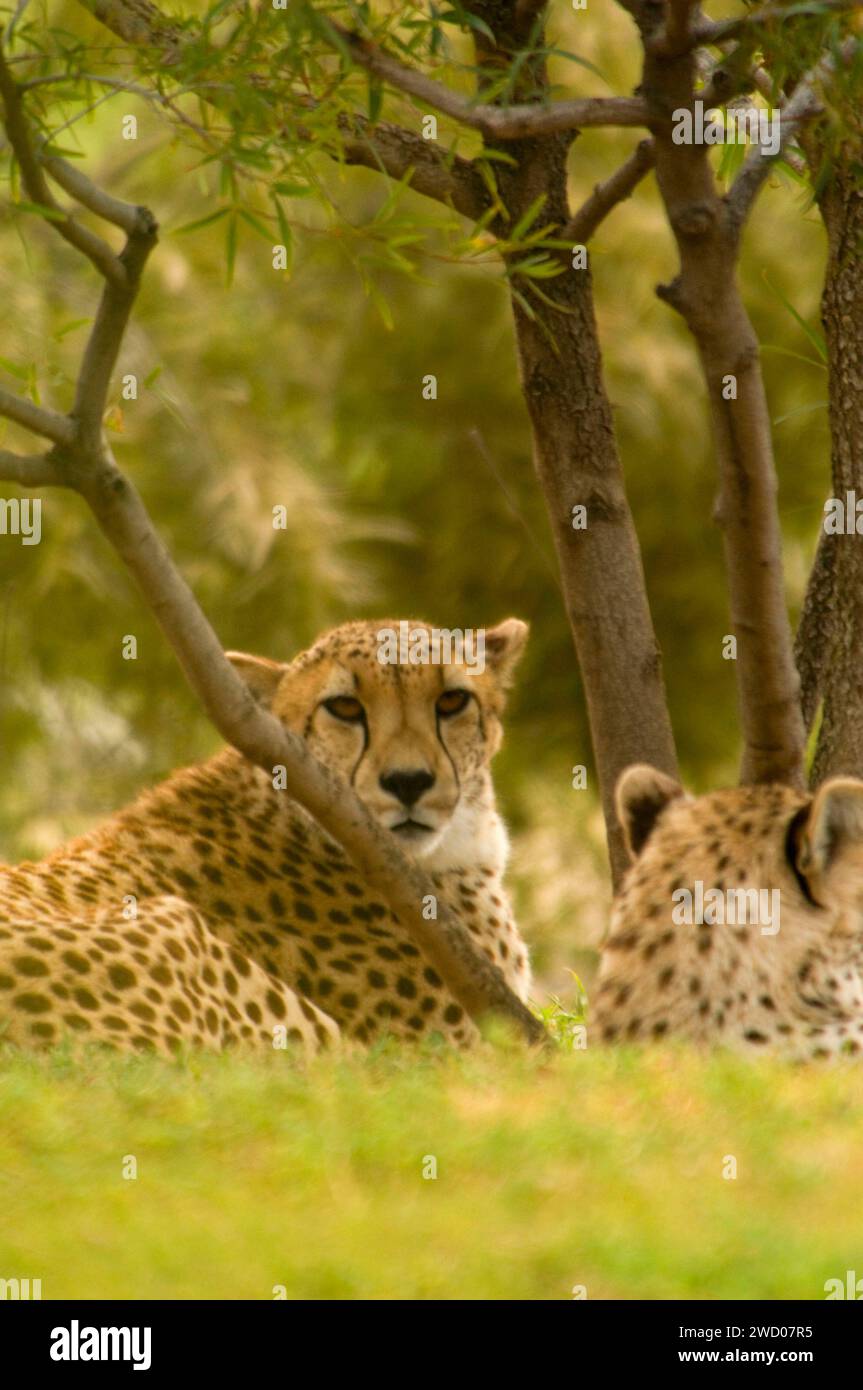 Ghepardo sudafricano (Acinonyx jubatus), San Diego Zoo Safari Park, California Foto Stock