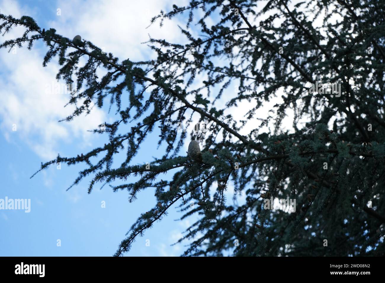 Cedar, Atlas cedar (Cedrus atlantica) è una specie di albero della famiglia dei pini delle Pinaceae Foto Stock
