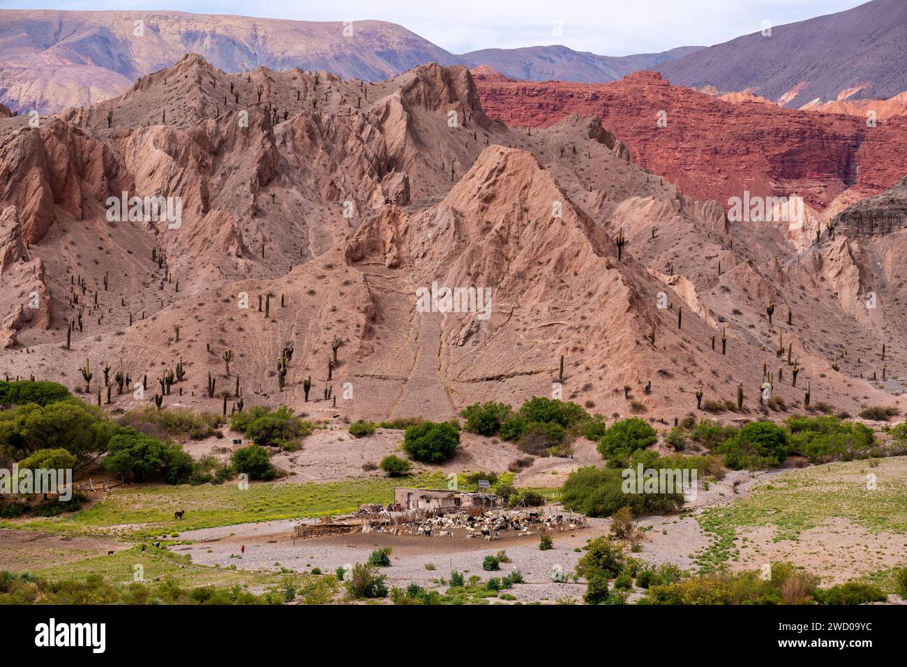 Stile di vita ruvido in una piccola fattoria con un corral di pecore visto dalla Ruta 51, provincia di Salta, Argentina Foto Stock