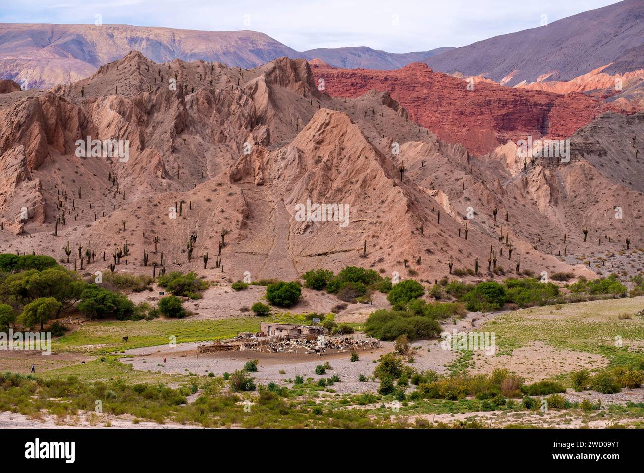 Stile di vita ruvido in una piccola fattoria con un corral di pecore visto dalla Ruta 51, provincia di Salta, Argentina Foto Stock