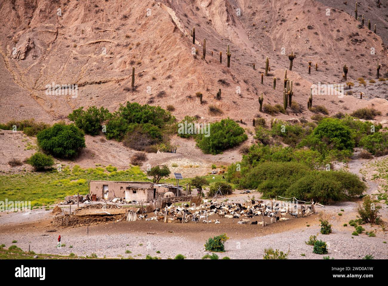 Stile di vita ruvido in una piccola fattoria con un corral di pecore visto dalla Ruta 51, provincia di Salta, Argentina Foto Stock