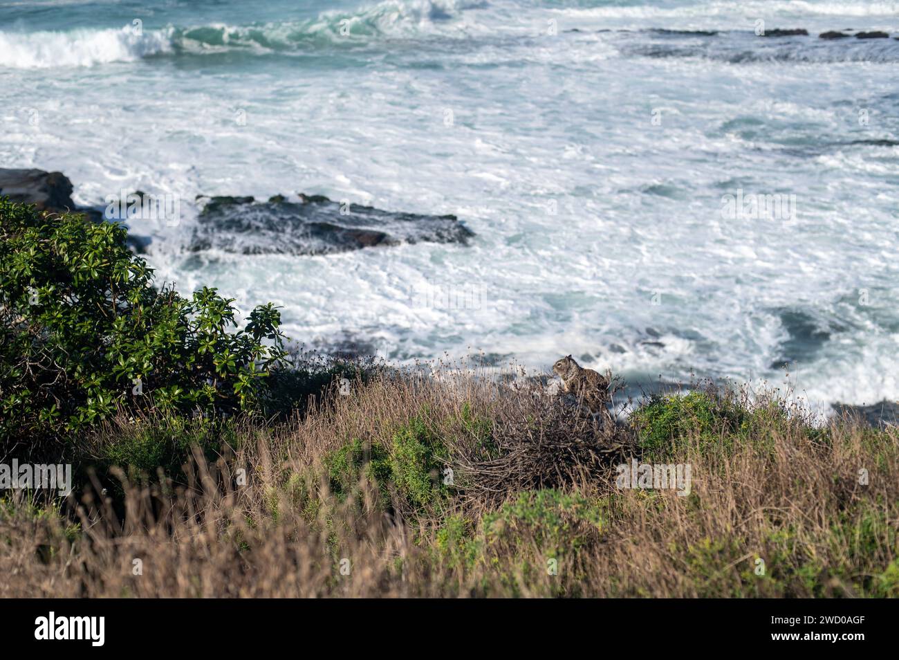 Scoiattolo su una roccia vicino all'oceano Foto Stock