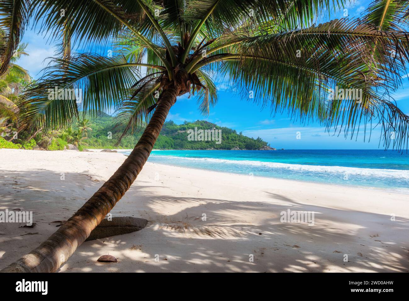 Spiaggia tropicale soleggiata. Bellissima spiaggia sabbiosa con palme e mare turchese. Foto Stock