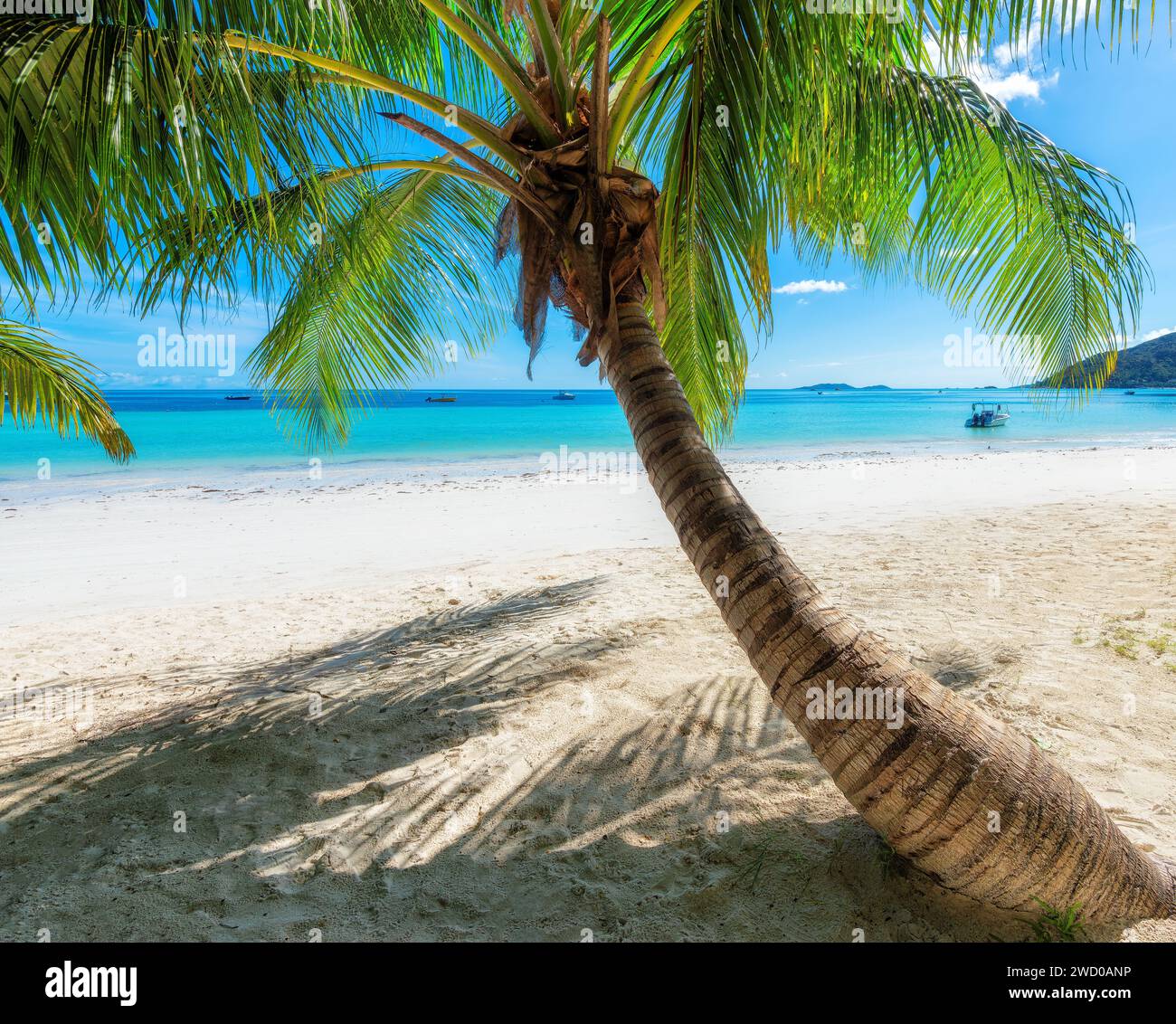 Spiaggia tropicale soleggiata. Bellissima spiaggia sabbiosa con palme e mare turchese. Foto Stock