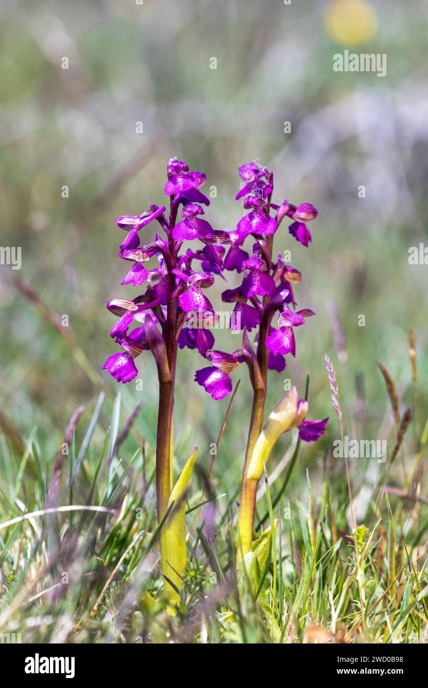 Orchidea alata verde, orchidea venata verde (Orchis morio, Anacamptis morio), due piante fiorite a Stora Alvaret, Svezia, Oeland Foto Stock