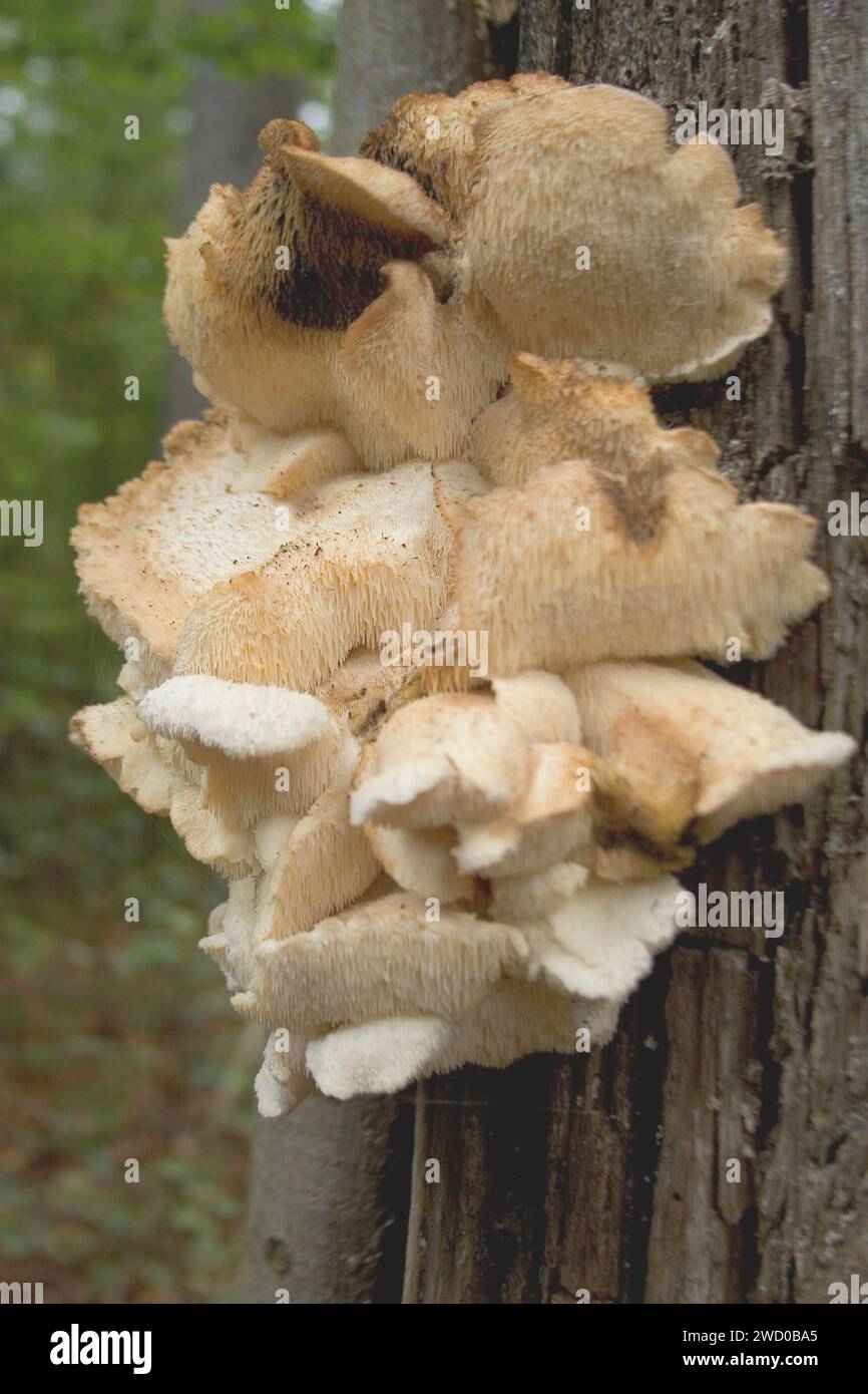Fungo dentato a strati, faccia della colonna vertebrale (Hericium cirrhatum, Creolophus cirrhatus), corpi fruttiferi su legno morto, Germania Foto Stock