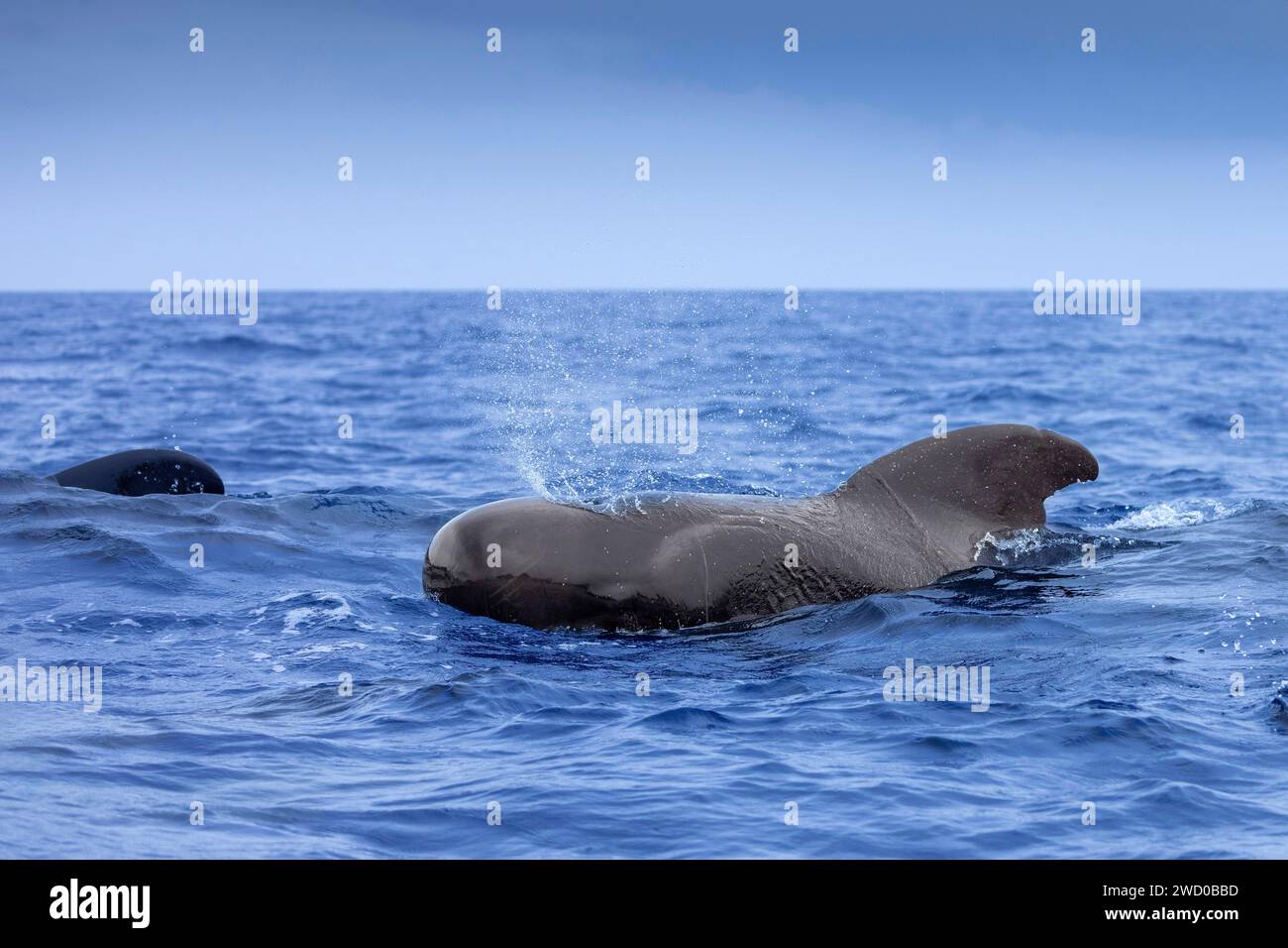 Balena pilota alettata a lungo, balena Pothead, balena Caaing, balena pilota Longfin, balena pilota atlantica, pesce nero, balena pilota alettato a corto (Globicephala mel Foto Stock