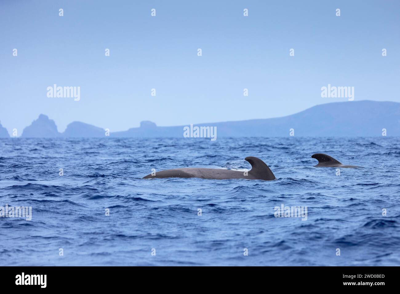 Balena pilota alettata a lungo, balena Pothead, balena Caaing, balena pilota Longfin, balena pilota atlantica, pesce nero, balena pilota alettato a corto (Globicephala mel Foto Stock