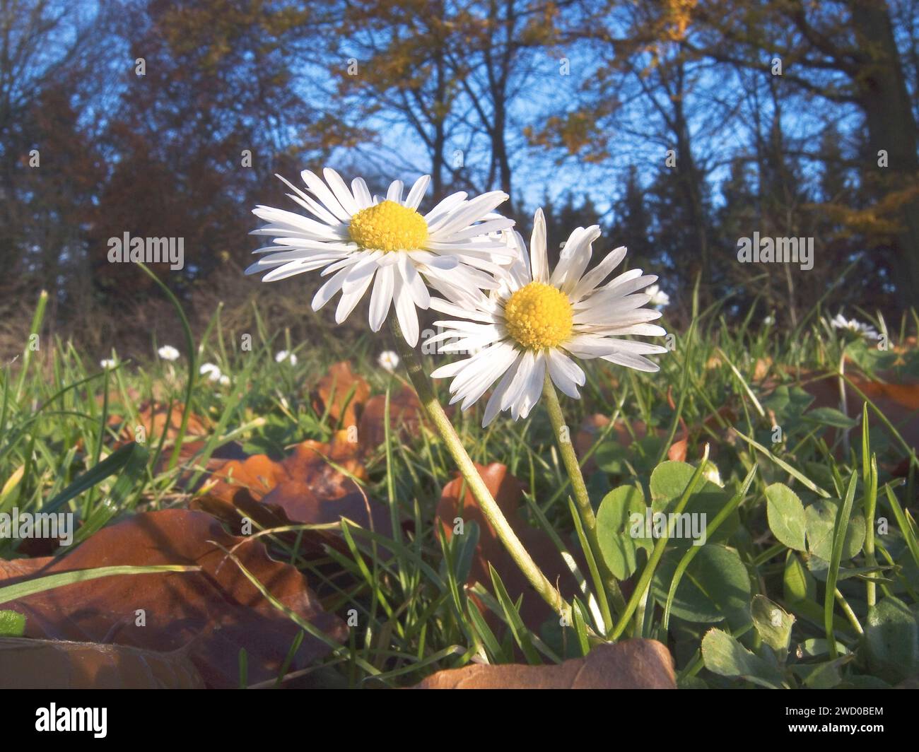 Daisy comune, prato daisy, inglese daisy (Bellis perennis), fioritura, Germania Foto Stock