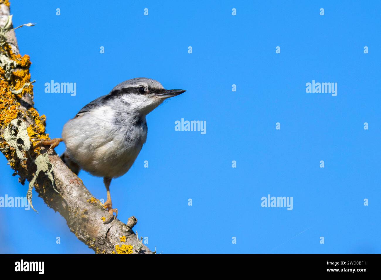 Il nuthatch eurasiatico (Sitta europaea europaea, Sitta europaea), si trova su una betulla morta, Svezia, Oeland Foto Stock