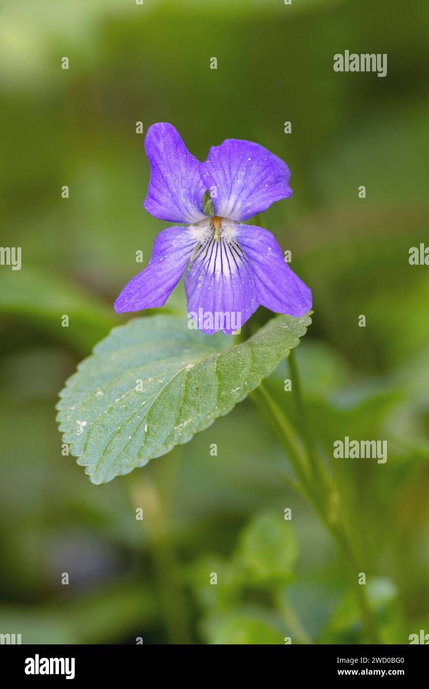 Viola comune, viola comune (Viola riviniana), fioritura, Svezia, Kramfors Foto Stock