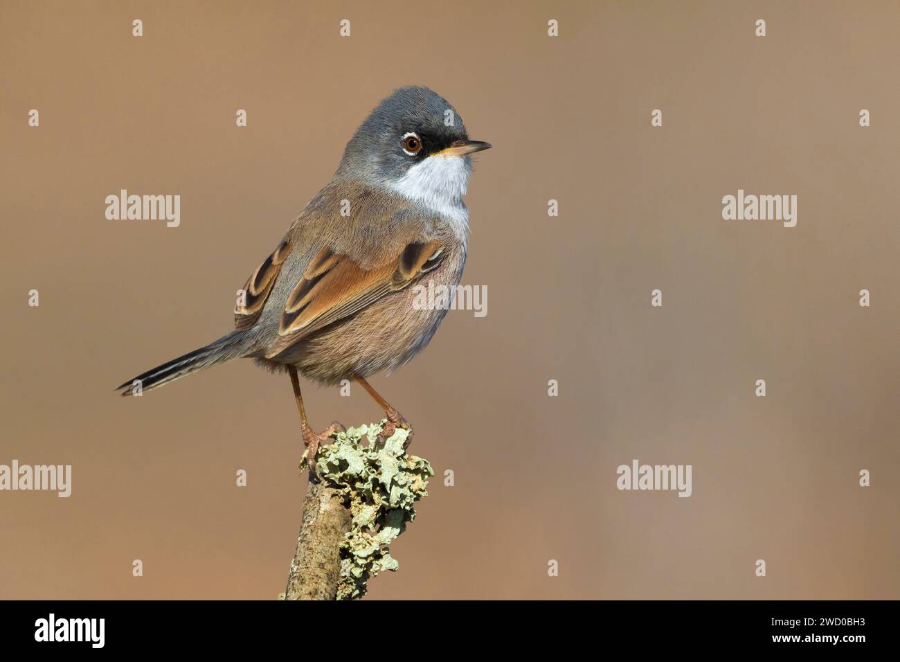 Parula spettrale (Sylvia conspicillata orbitalis), arroccata su un ramoscello, Isole Canarie, Fuerteventura, Embalse de los Molinos, Tefia; Puerto del Rosa Foto Stock