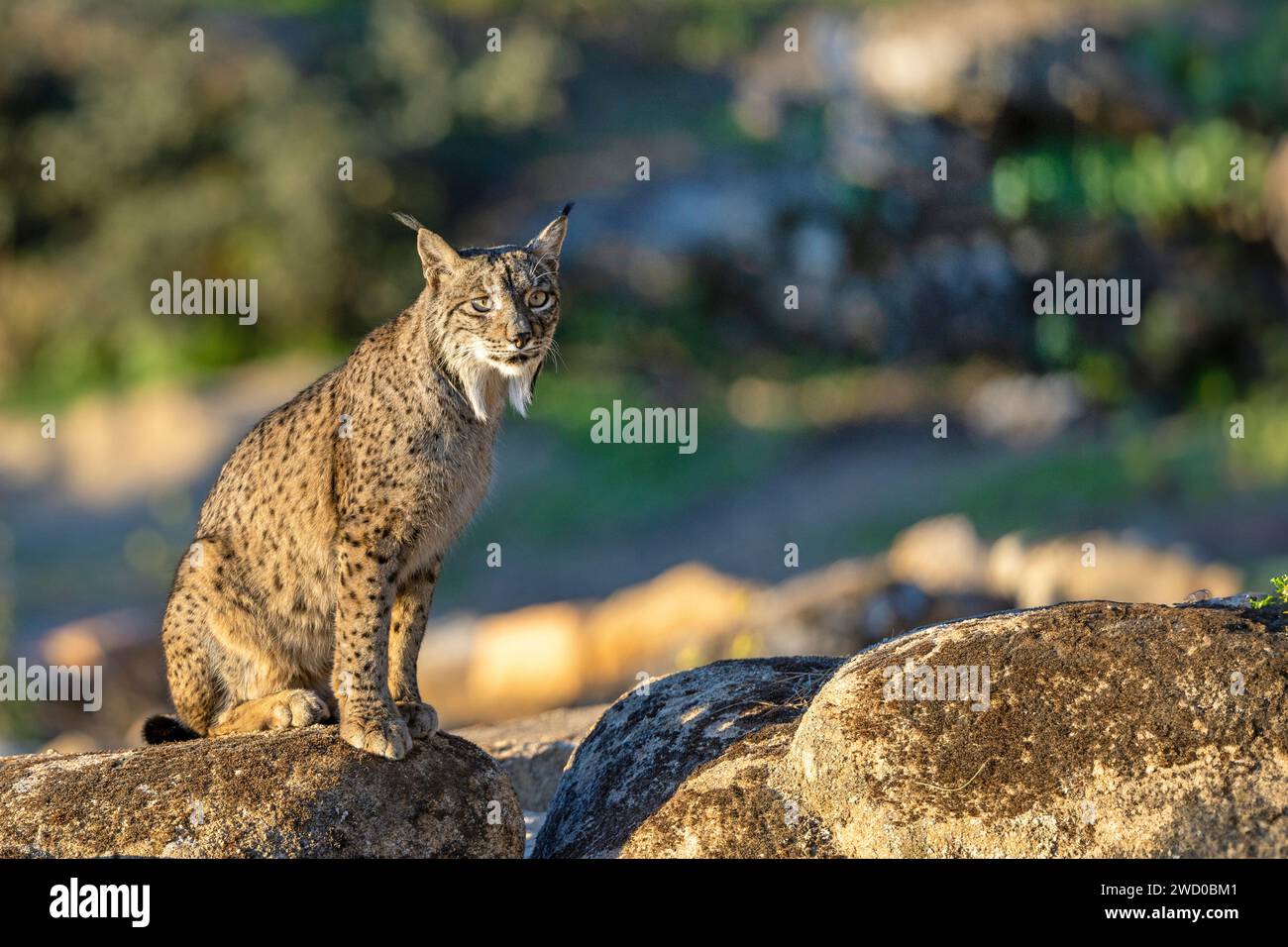 Lince iberica (Lynx pardinus), siede su una roccia al mattino, Spagna, Andalusia, Andujar, Sierra de Andujar National Park Foto Stock