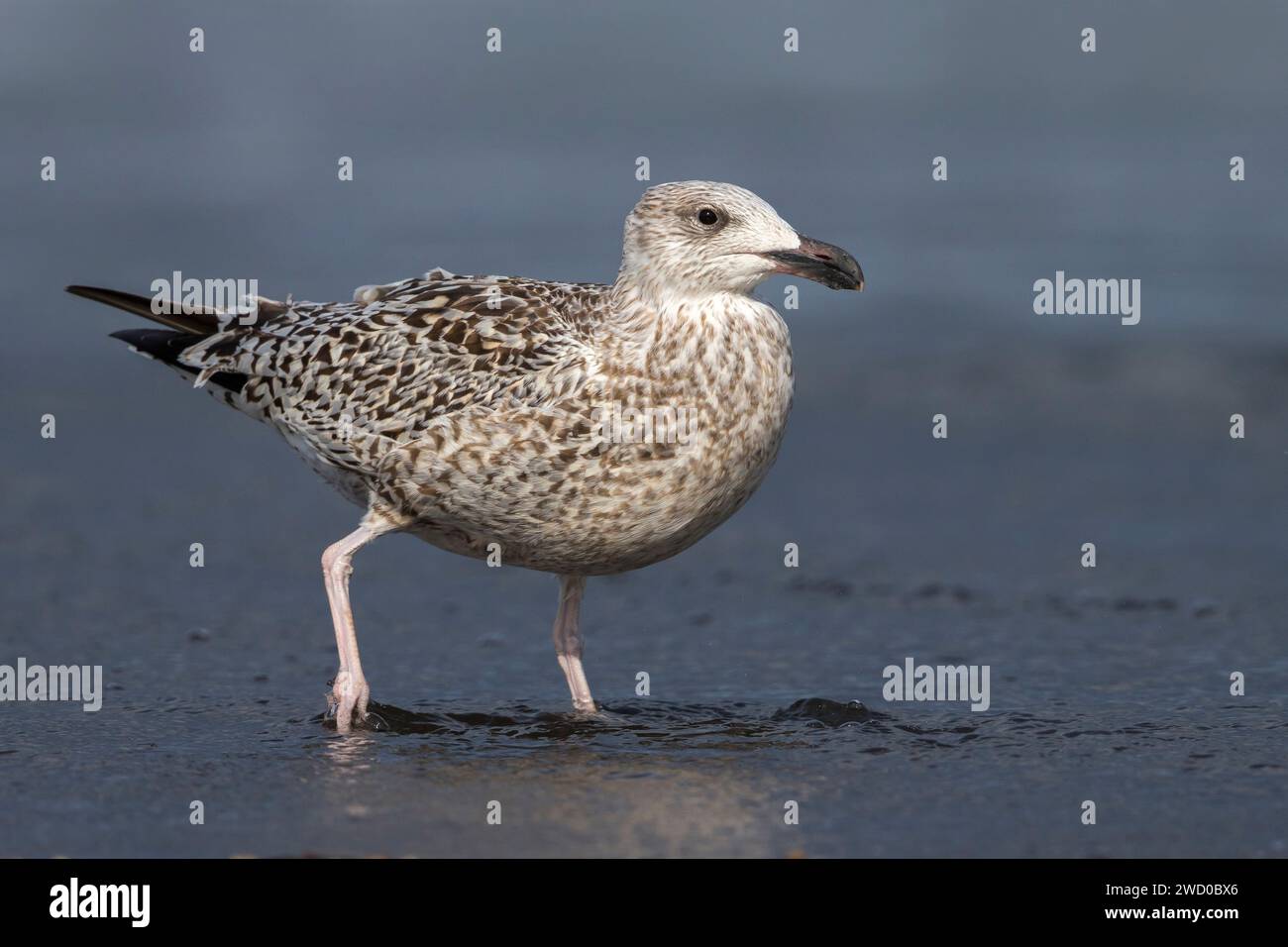 Gabbiano con il retro nero maggiore, grande gabbiano con il retro nero (Larus marinus), uccello immaturo che cammina in acque poco profonde sulla spiaggia, vista laterale, Azzorre, Sao Migue Foto Stock