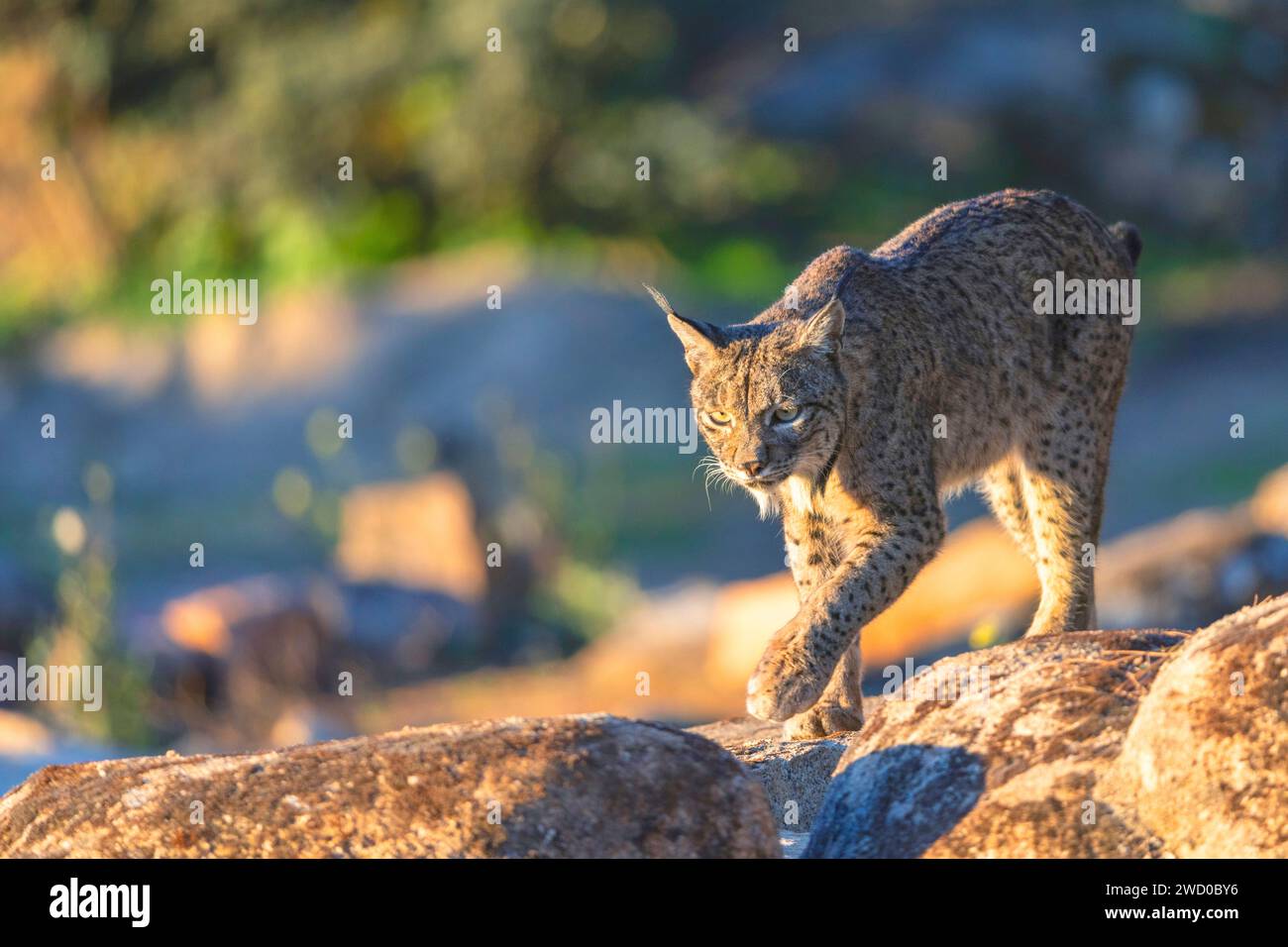 Lince iberica (Lynx pardinus), corre al mattino su terreni rocciosi, Spagna, Andalusia, Andujar, Sierra de Andujar National Park Foto Stock