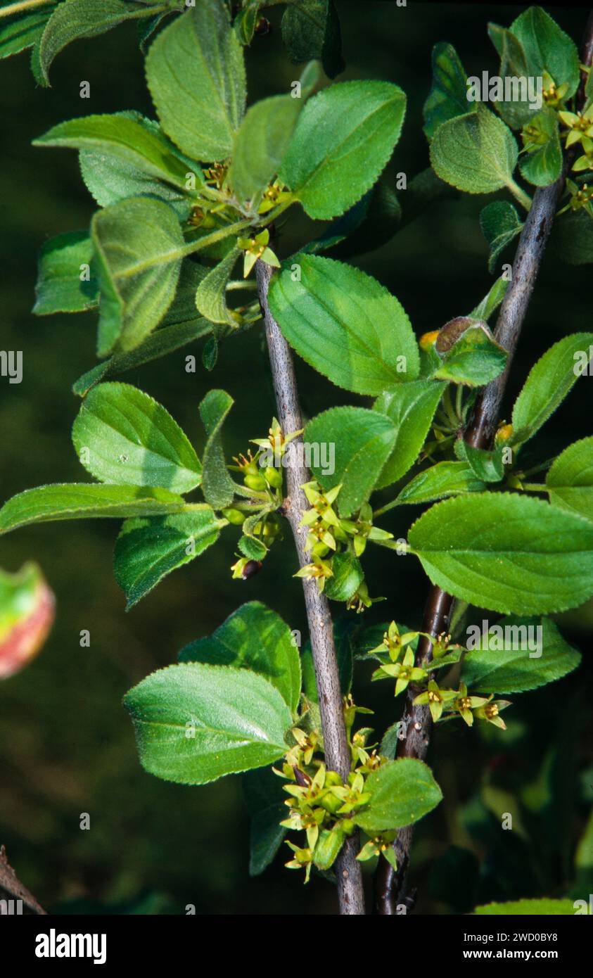 Spina dorsale comune (Rhamnus cathartica, Rhamnus catharticus), ramo in fiore, Germania Foto Stock