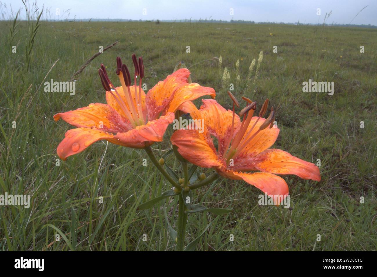 Giglio arancione (Lilium bulbiferum), due fiori sotto la pioggia, Germania Foto Stock