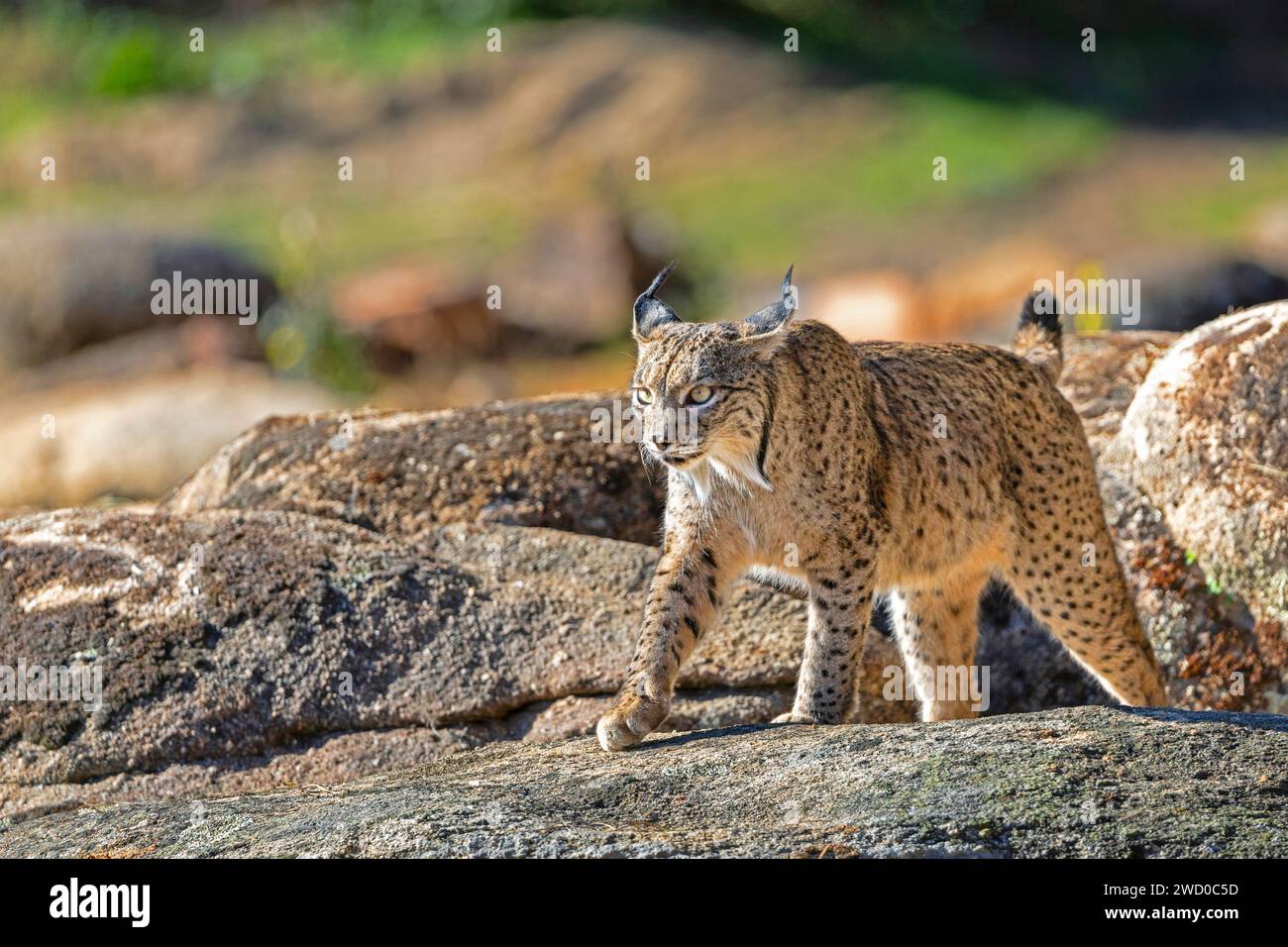 La lince iberica (Lynx pardinus), corre sulle rocce di una dehesa, Spagna, Andalusia, Andujar, Sierra de Andujar National Park Foto Stock
