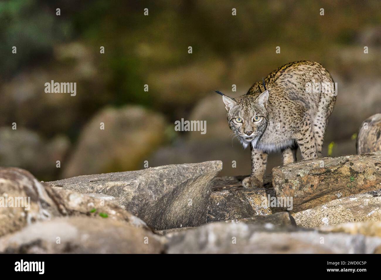 Lince iberica (Lynx pardinus), passeggiate in un paesaggio roccioso nel buio, Spagna, Andalusia, Andujar, Sierra de Andujar National Park Foto Stock