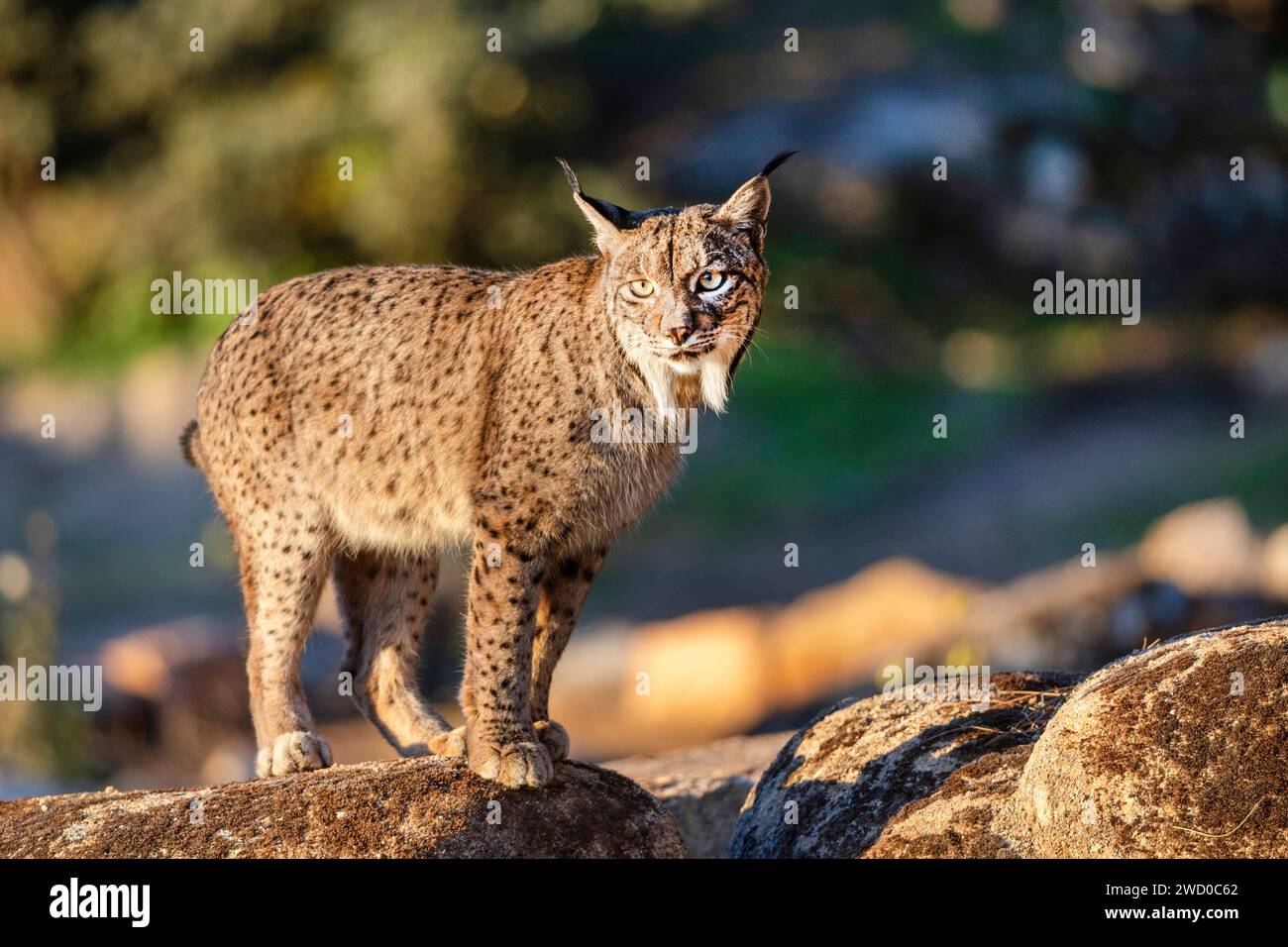 Lince iberica (Lynx pardinus), in piedi su una roccia al mattino, Spagna, Andalusia, Andujar, Sierra de Andujar National Park Foto Stock