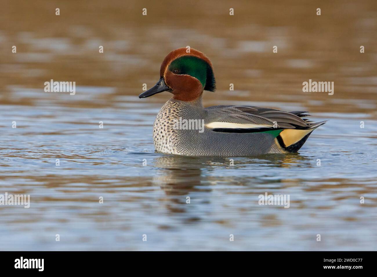 Verde alato, verde alato eurasiatico, verde verde verde verde verde verde, verde verde verde verde verde, verde urasiatico (Anas crecca), nuoto drake, vista laterale, Italia, Toscana Foto Stock