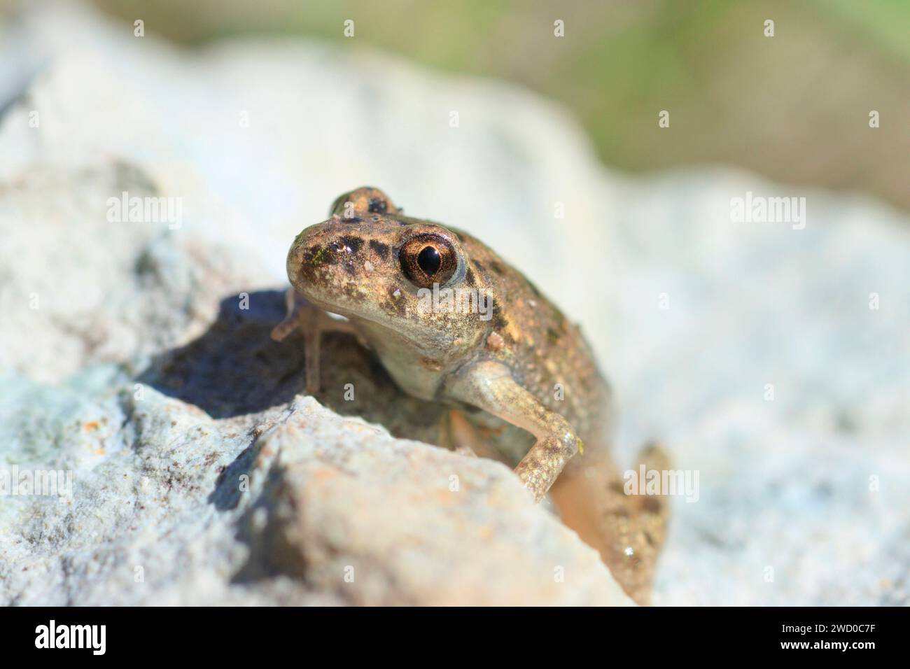 Rana di prezzemolo, rana di prezzemolo comune, fango-tuffatore, rana di fango maculata (Pelodytes punctatus), seduto su una pietra, Francia, Rennes Foto Stock