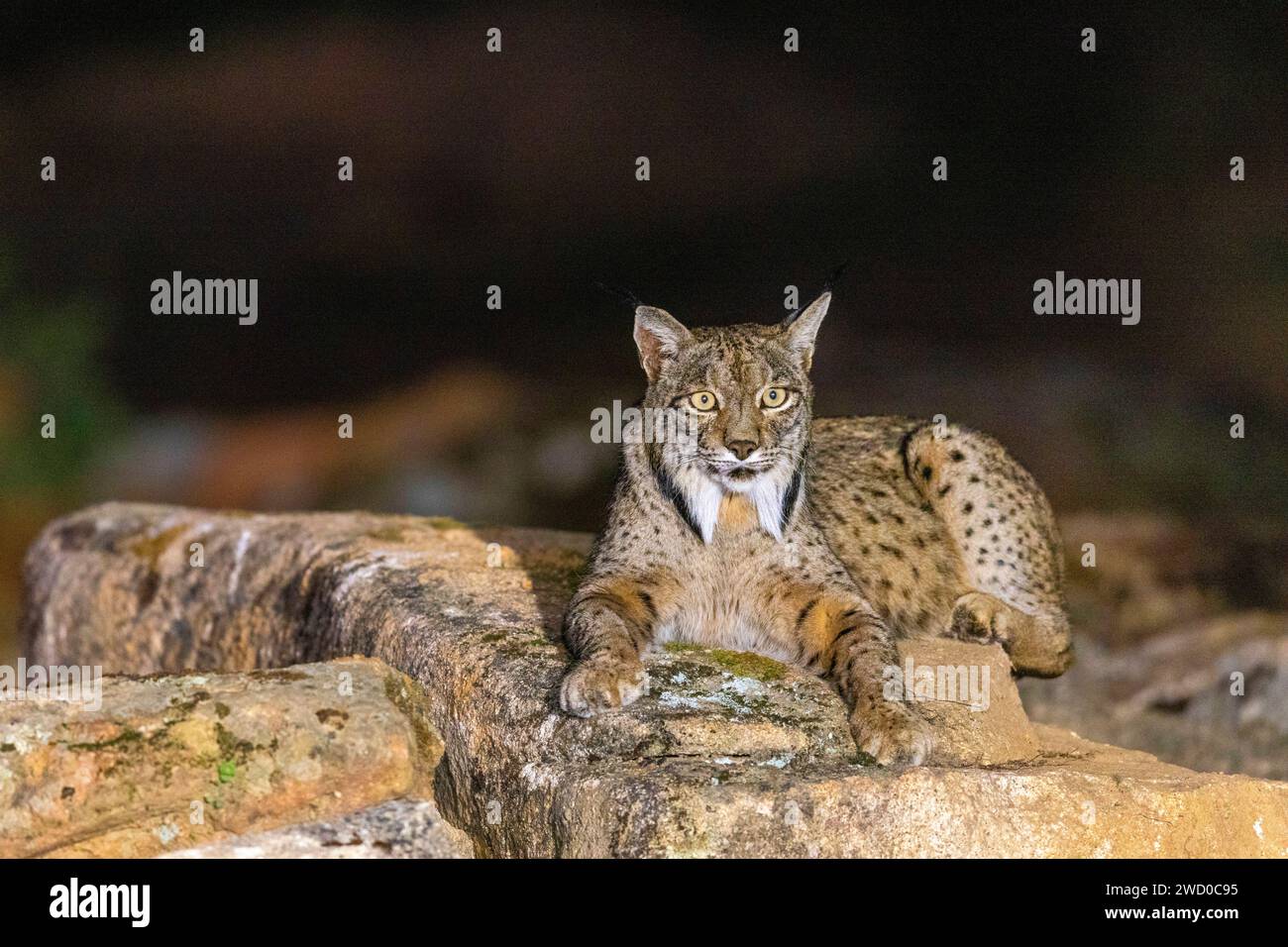 Lince iberica (Lynx pardinus), si trova nell'oscurità su una roccia, Spagna, Andalusia, Andujar, Sierra de Andujar National Park Foto Stock