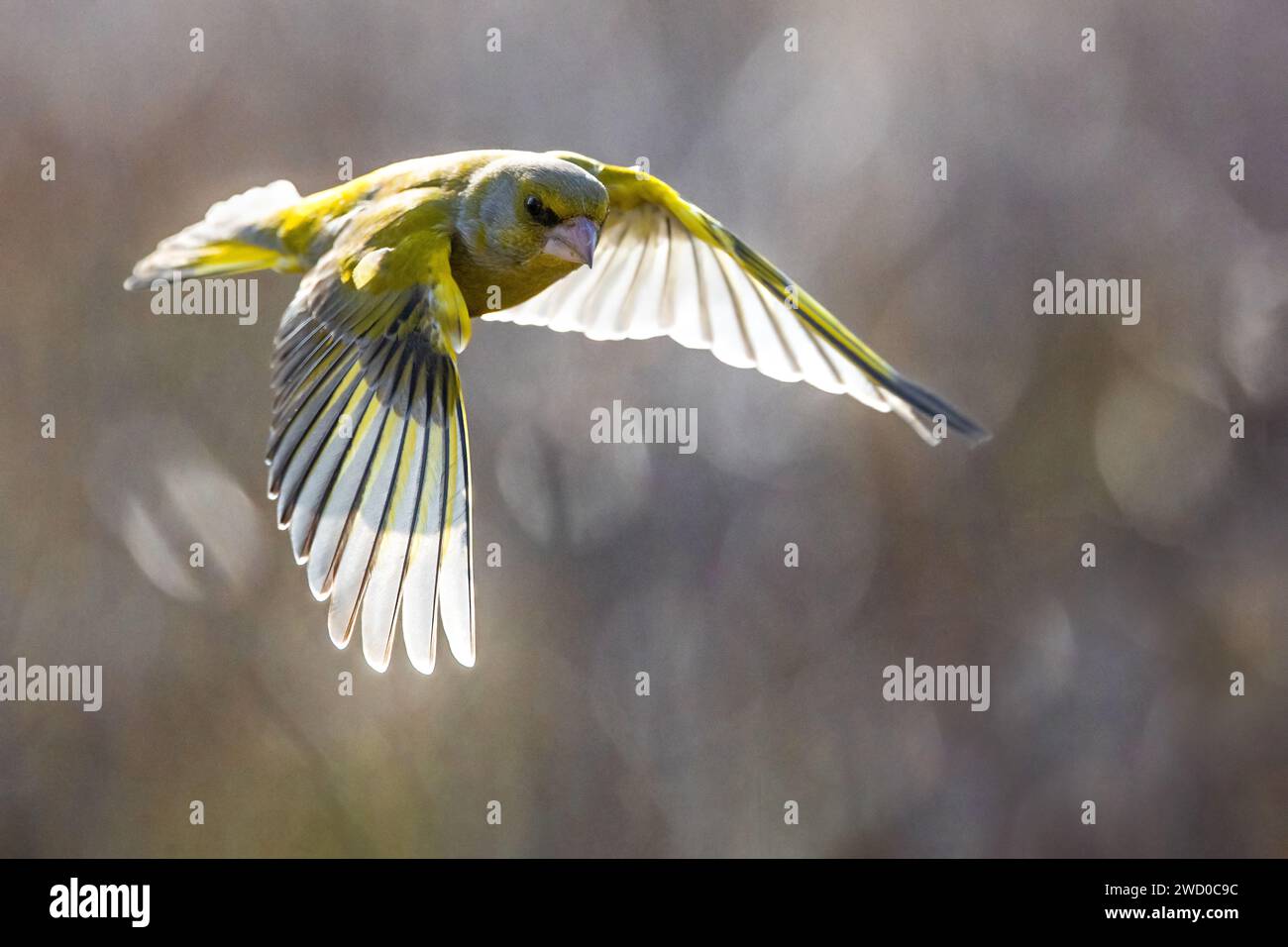 Greenfinch occidentale (Carduelis chloris, Chloris chloris), maschio in volo, Italia, Toscana Foto Stock