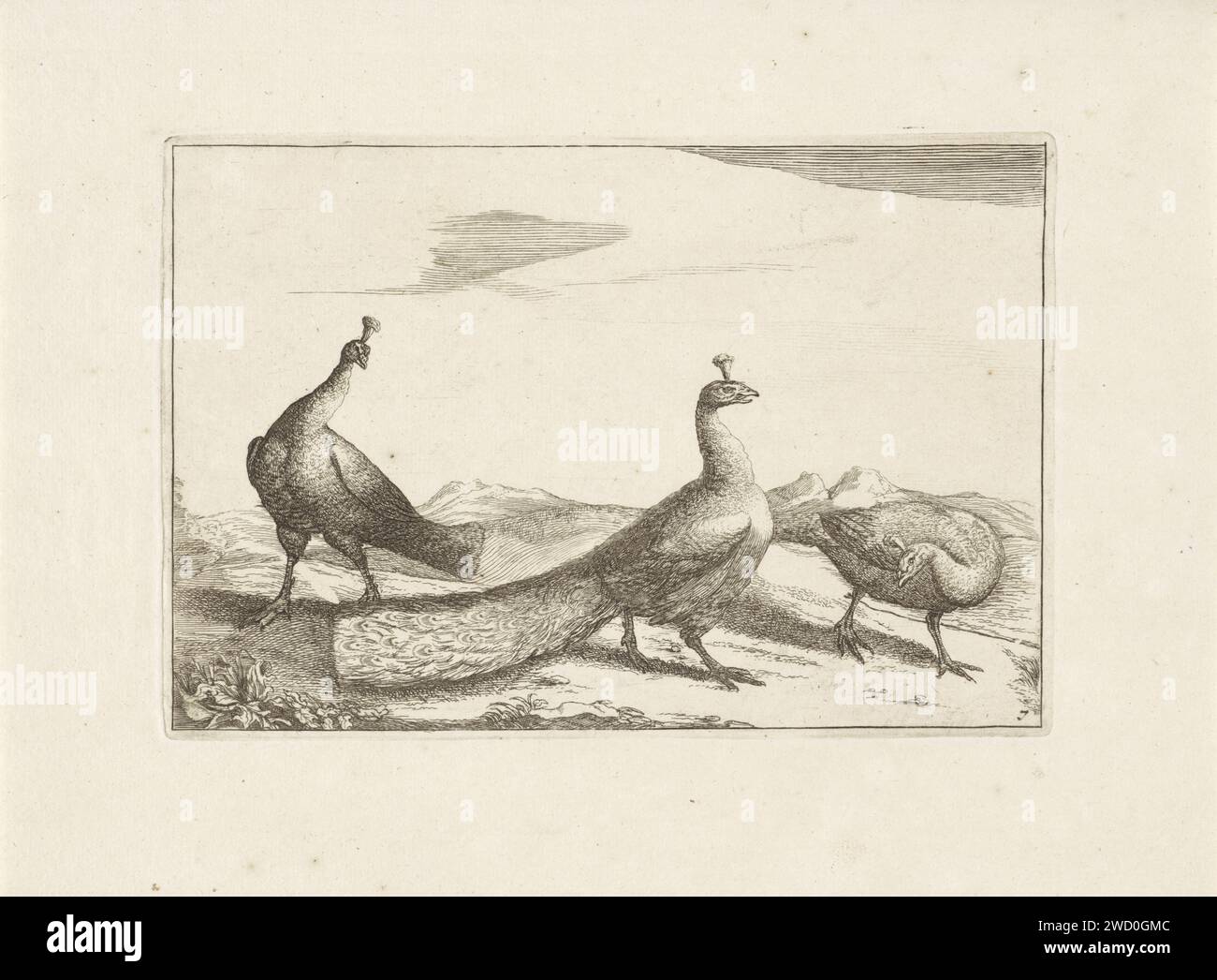 Three Pauwen, Pieter Schenk (i) (attribuito a), dopo Francis Barlow, 1675 - 1711 carta stampata etching ornamental Birds: peacock Foto Stock