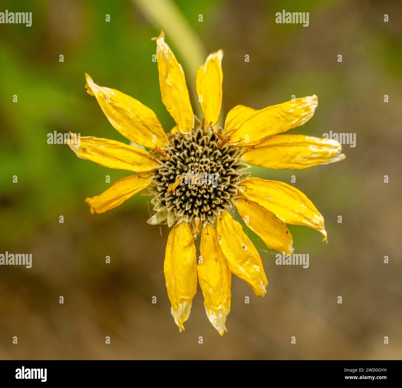 Il girasole selvaggio si mantiene in giallo brillante Foto Stock