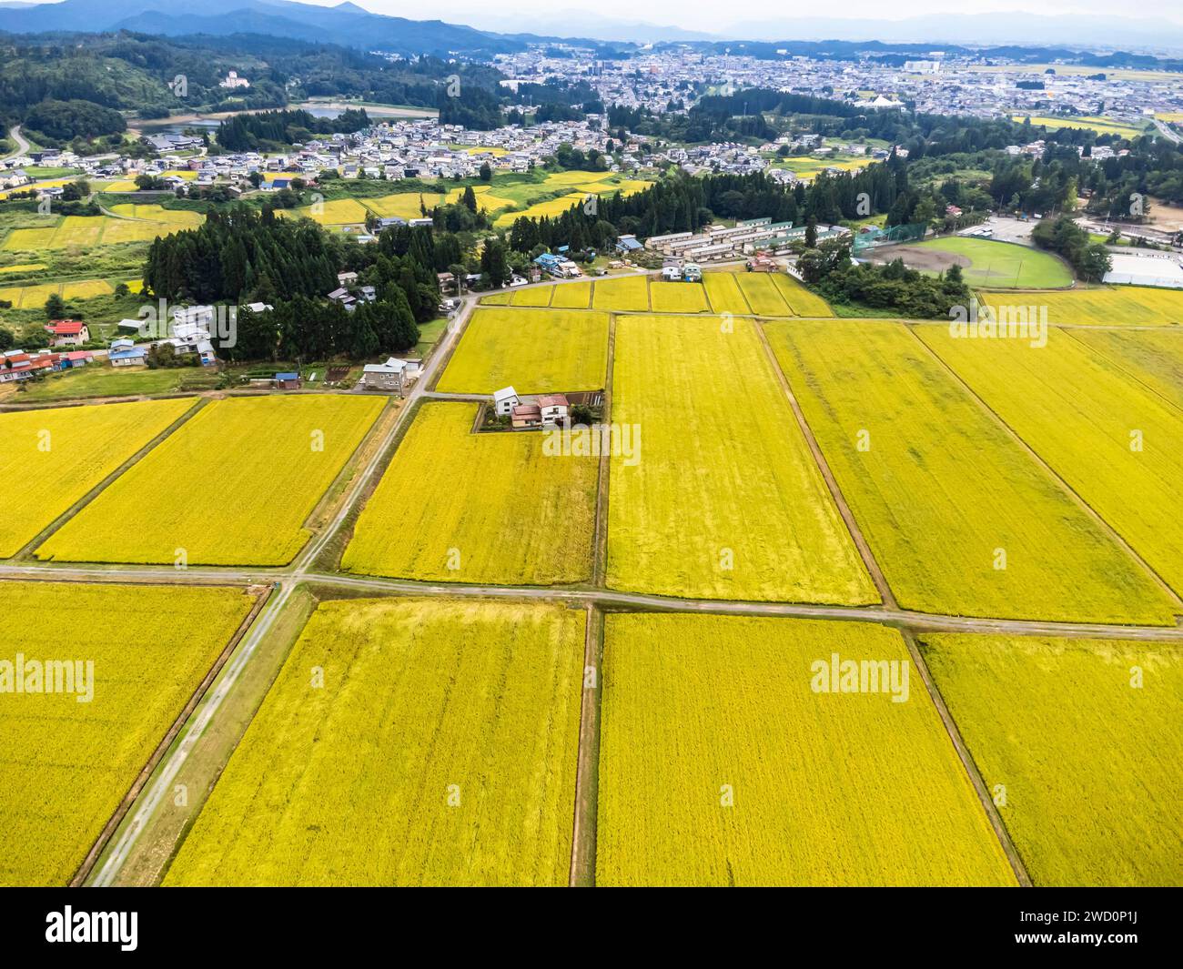 Risaia, colore giallo della raccolta autunnale, piedi di montagna, droni aerei, città di Yokote, Akita, Tohoku, Giappone, Asia orientale, Asia Foto Stock