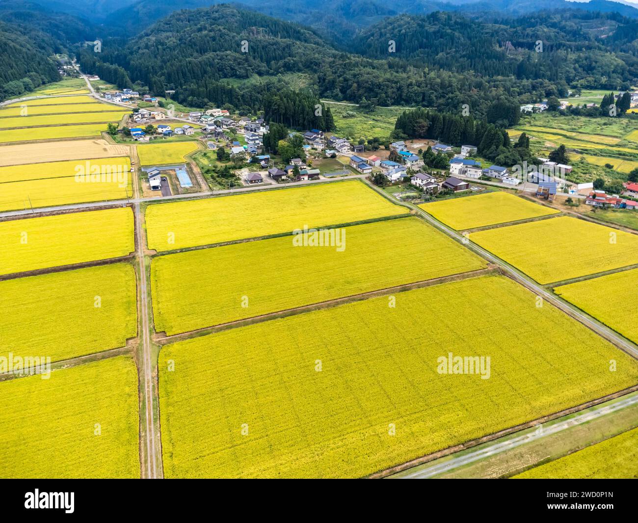 Risaia, colore giallo della raccolta autunnale, piedi di montagna, droni aerei, città di Yokote, Akita, Tohoku, Giappone, Asia orientale, Asia Foto Stock