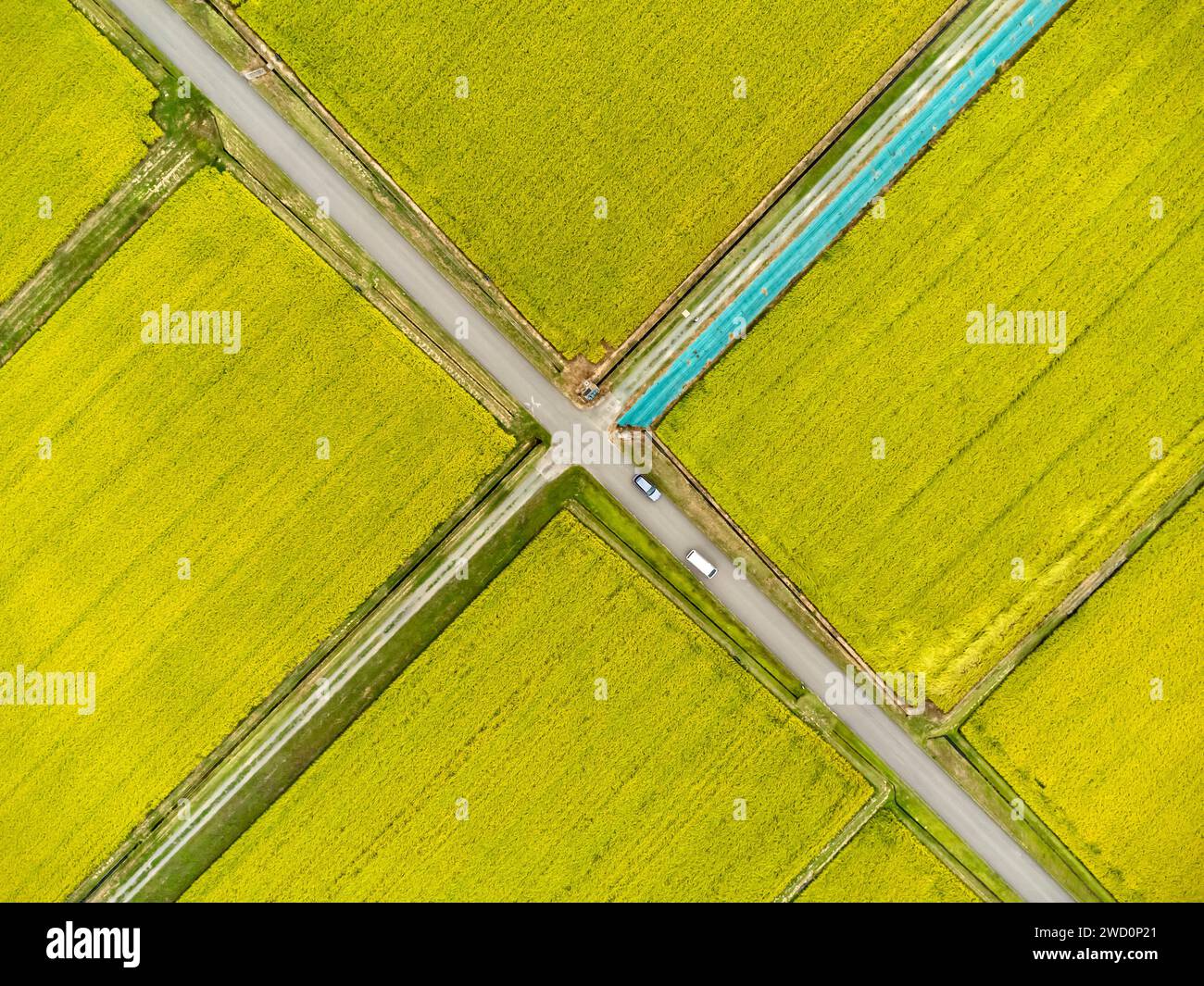 Campo di riso, raccolta, giallo in autunno, schema a scacchi, antenna a droni, Yokote City, Akita, Tohoku, Giappone, Asia orientale, Asia Foto Stock